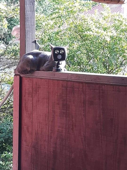 This is a picture of my grammys cat. I think about it often. 😂