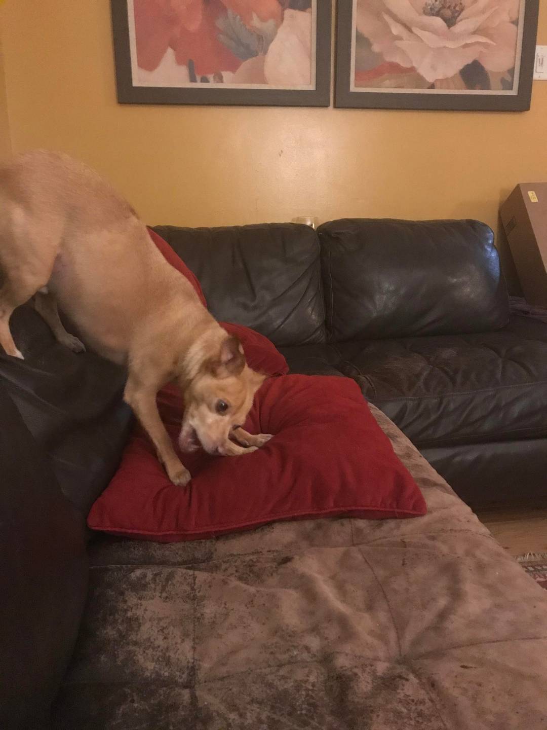 This is how my dogs eats his bone. He’s got it a little sideways if you’d ask me.