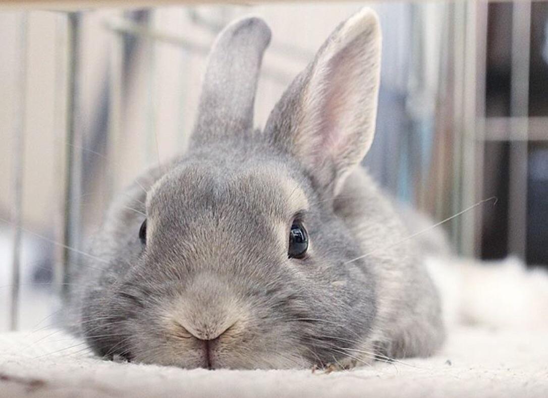 This is my bunny named bun (and my first reddit post, I’m not sure if this is how you do this.)