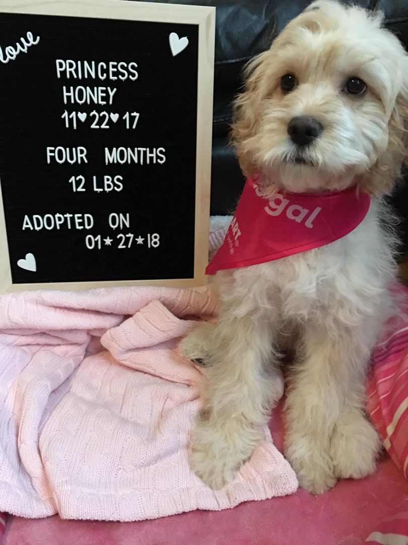 This is my cockapoo baby Honey when she was just 4 months old💕 She’s turning two this year!!