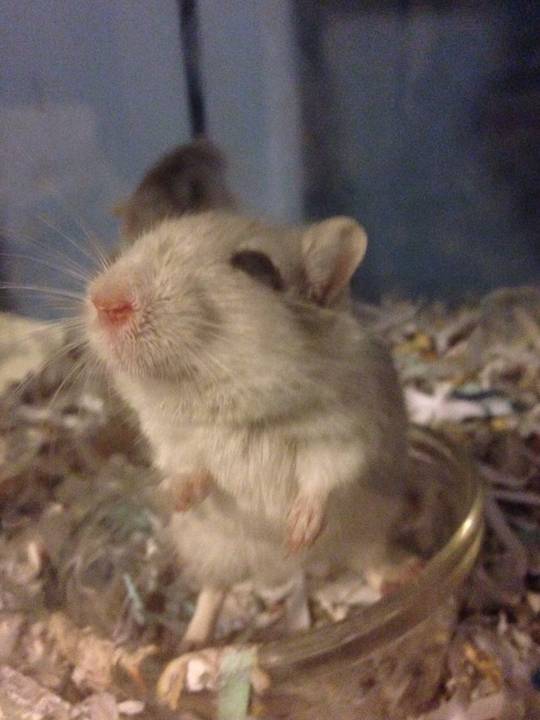 This is my disabled gerbil Glue