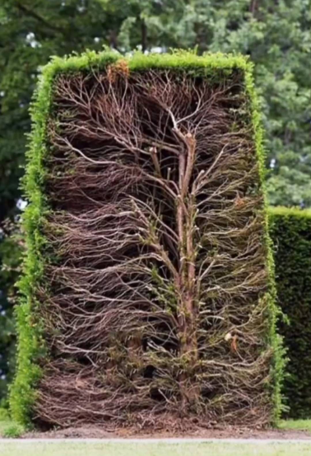 This is what the inside of a bush looks like