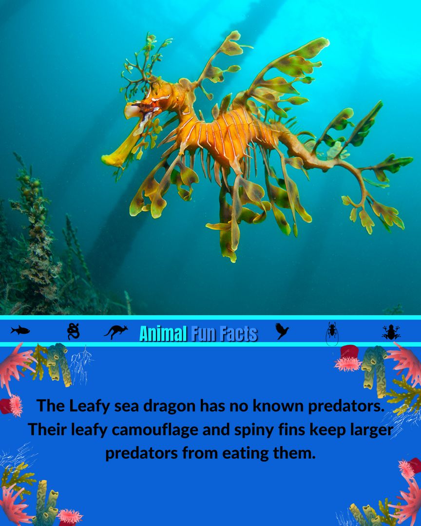 This leafy seadragon has amazing camouflage!