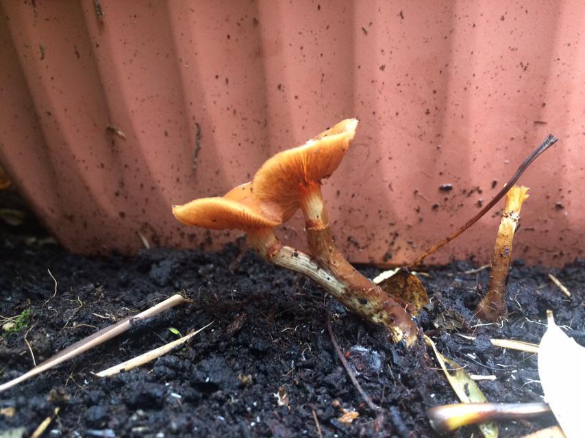 This little beaut popped up in one of our veg beds. Not sure what it is but it has two heads that come from one stem and make a love heart in the middle.