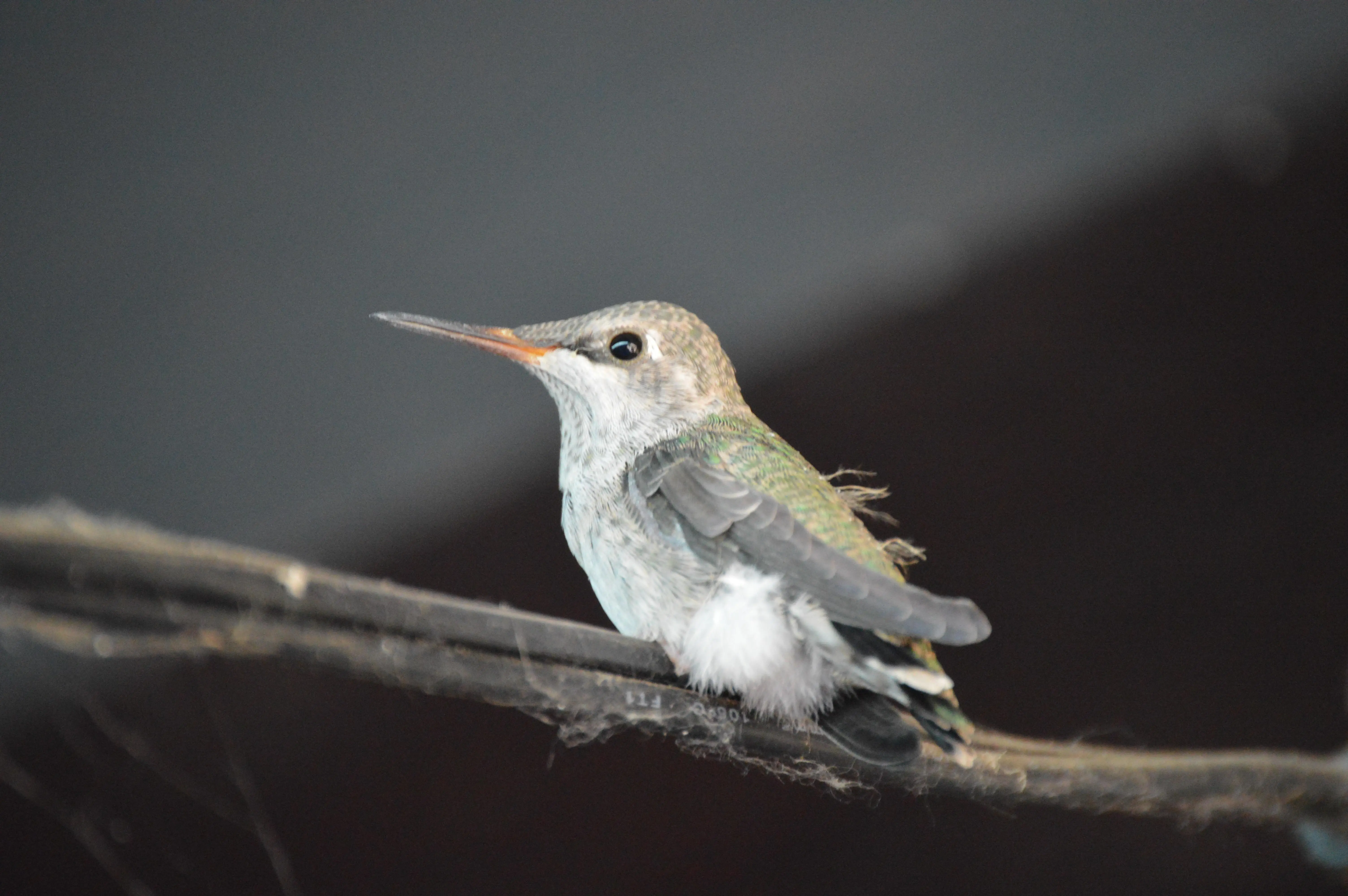 This male fledgling grew up the fastest. He left 3 days ago but has ...