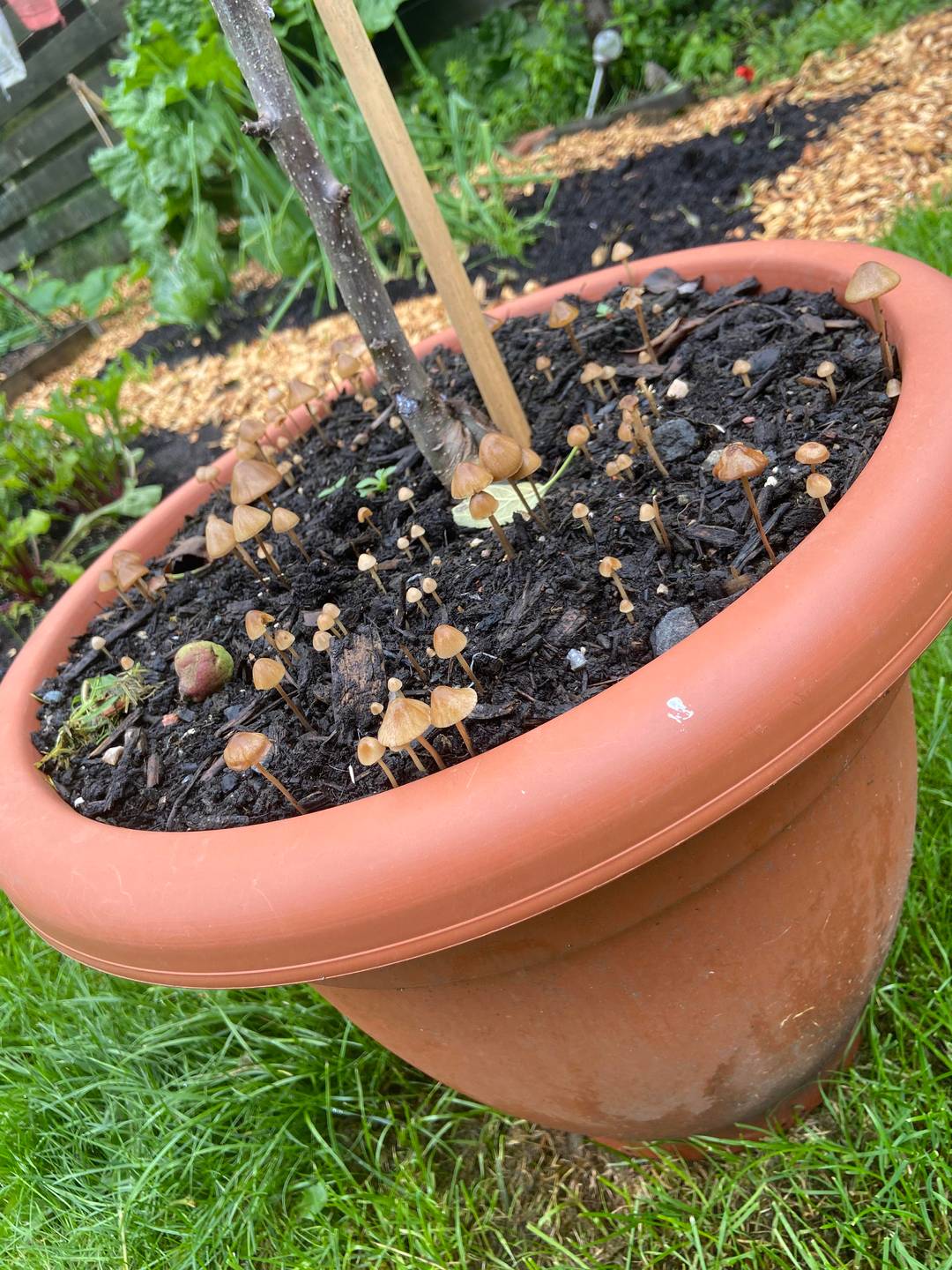 This might fair well here, growing from my potted apple tree.