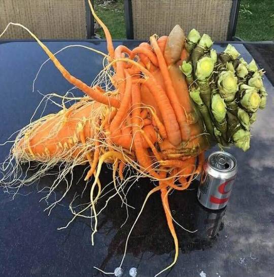 This mutant carrot
