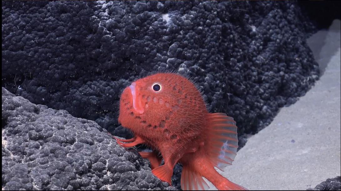 This newly discovered Elmo looking mf from the latest deep sea robot