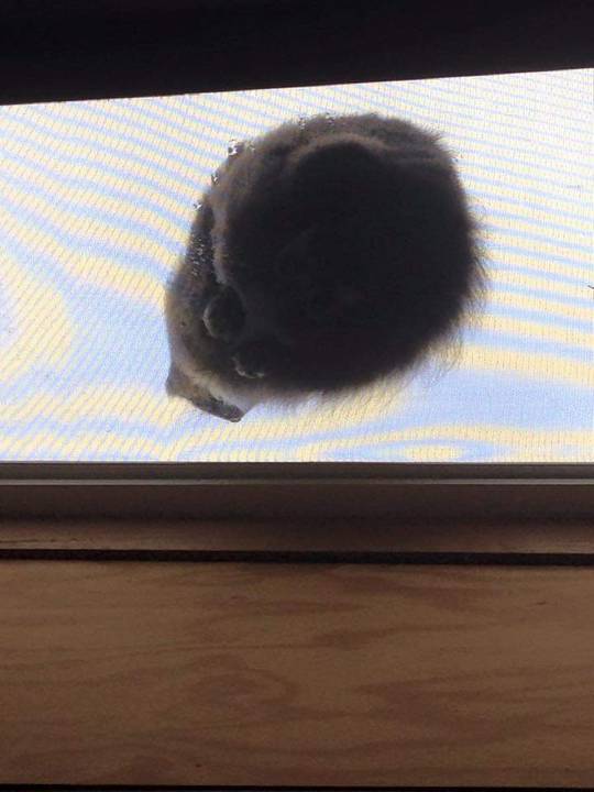 This one does not stare down at us, I think he just sits there because the other cat does. Those little feet are so cute though!