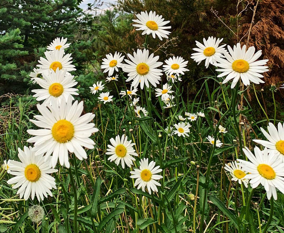 This picture of the wild daisies that grow in our backyard has me pining for springtime.