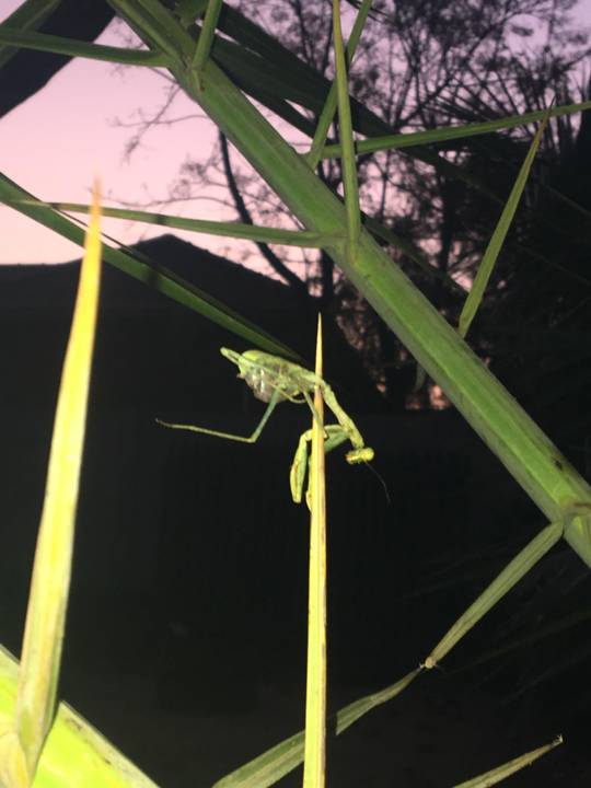 This praying mantis I found impaled on a huge fucking thorn