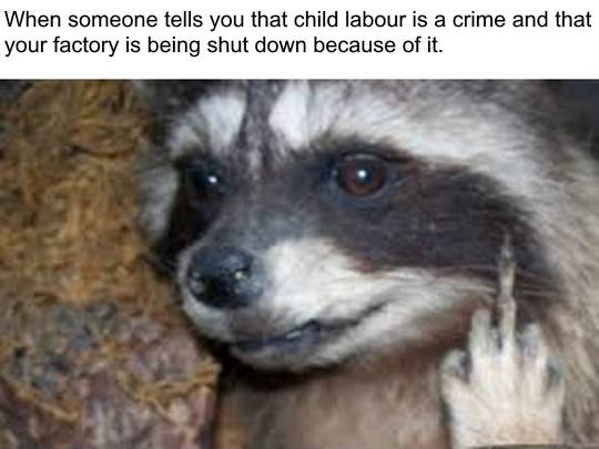 This racoon image got some meme potential. Consider investment.