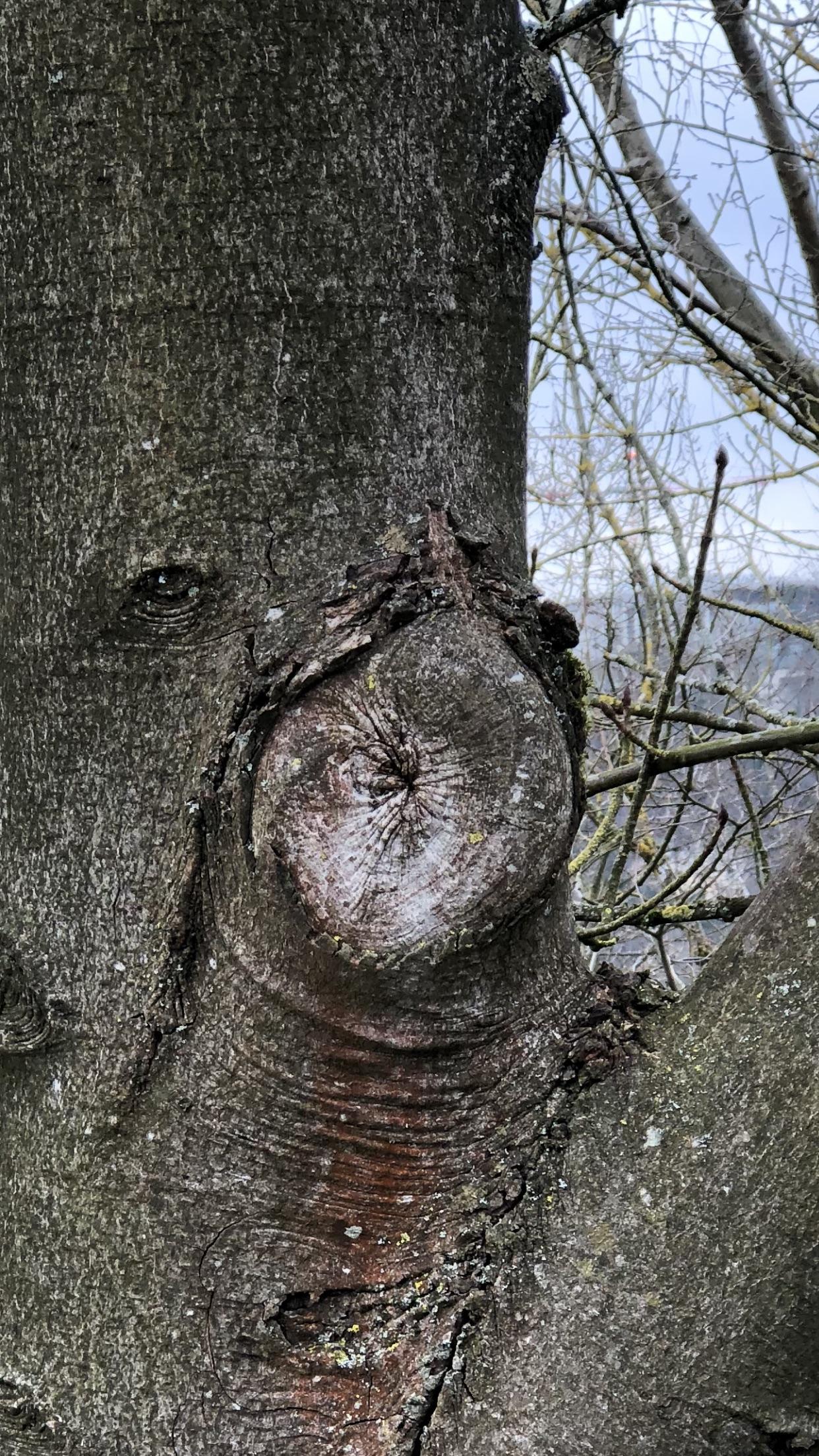 This Tree Scrolller