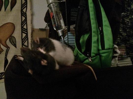 This Tuesday, may the Snippet and his Blaze be with you, for they are far more powerful than any fictional system of universal connectedness that serves as one of the key themes in a franchise with mixed results. They are prepared to offer you their strongest well wishes and their battle-ready paws.