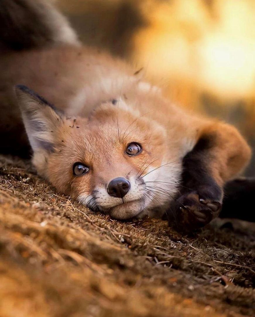 Those eyes!!!! 🦊