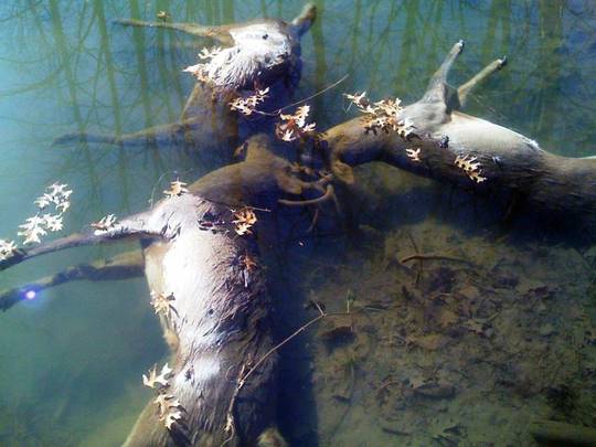 Three bucks that drowned together after getting their horns locked after battle. (x-post from WTF)