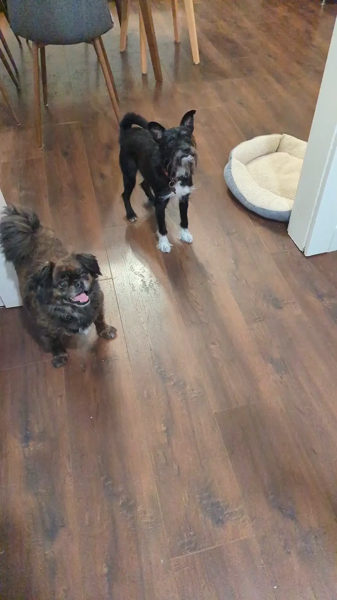 Throw the ball! Tippy taps