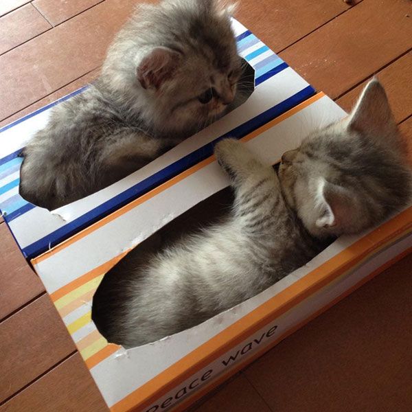 tight twins