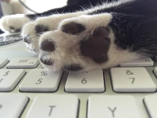Time for paws