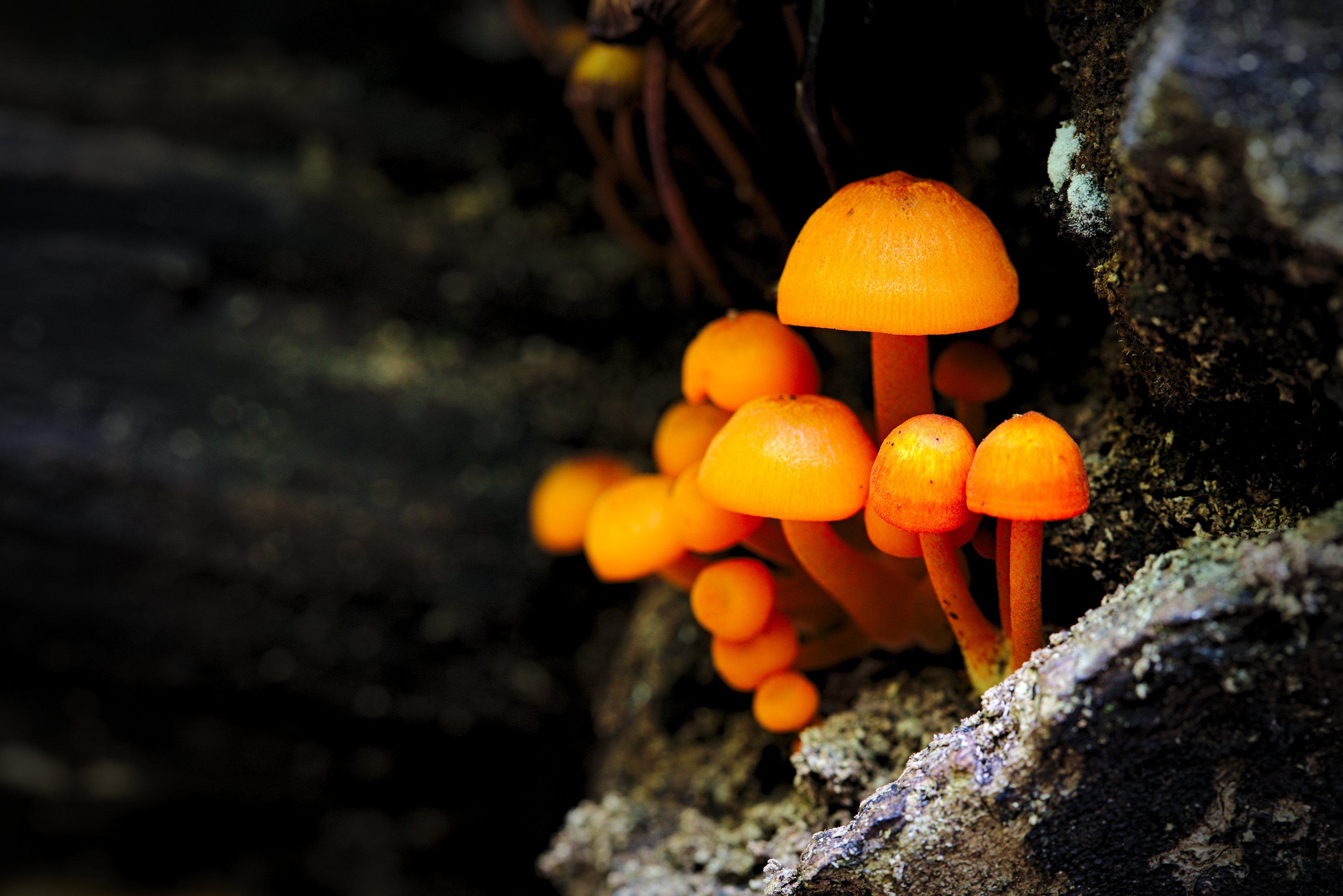 Tiny orange mushrooms 3000x2002 oc scrolller