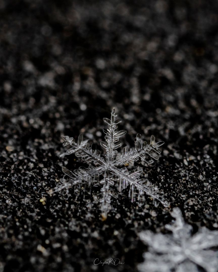 Tiny Snow Flake
