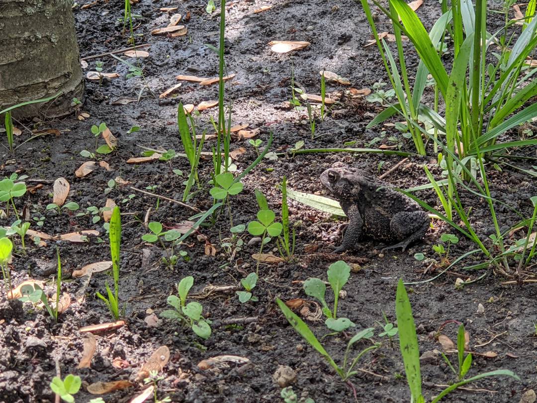 Tiny toad hanging out in the shade