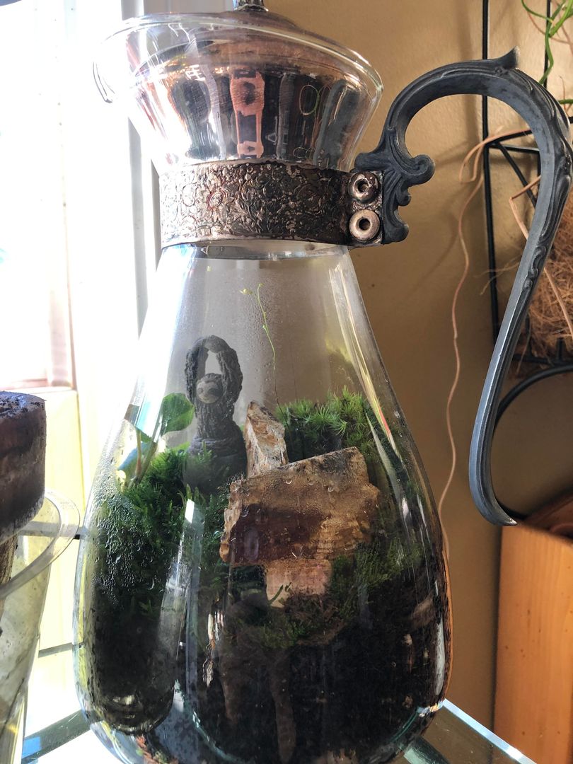 An old $3 goodwill coffee pot turned yoga sloth terrarium 💚