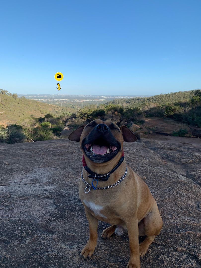 Top of Ellis Brook Valley, and the view of Perth 😂