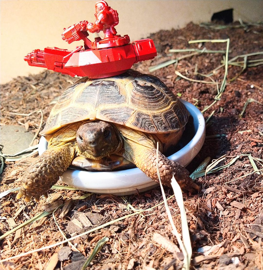 Tort predator. Here to rid you of your lettuce. (He's sitting in his food bowl 🤣)