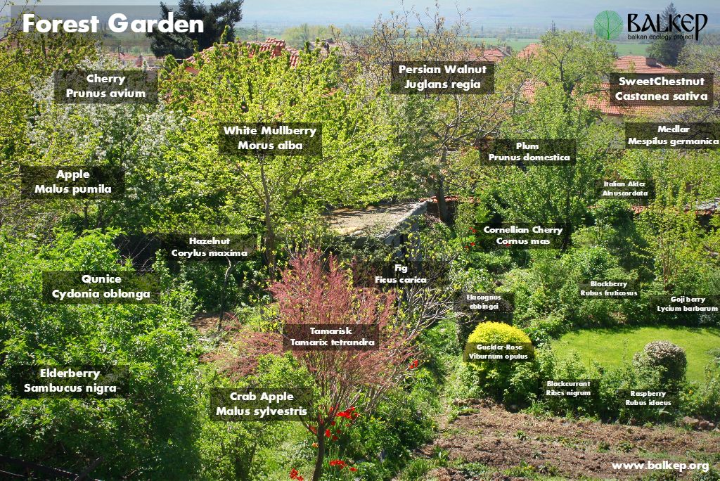 Tree and Shrub layer of our forest garden in mid spring - Walnut , Fig ...