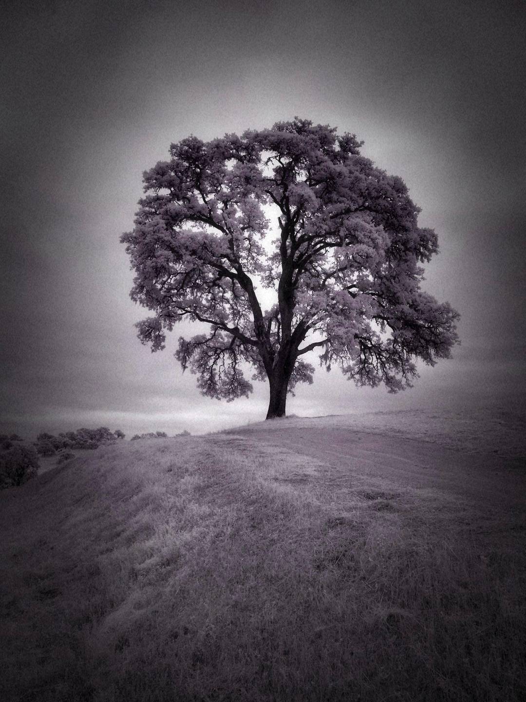 Tree down the street