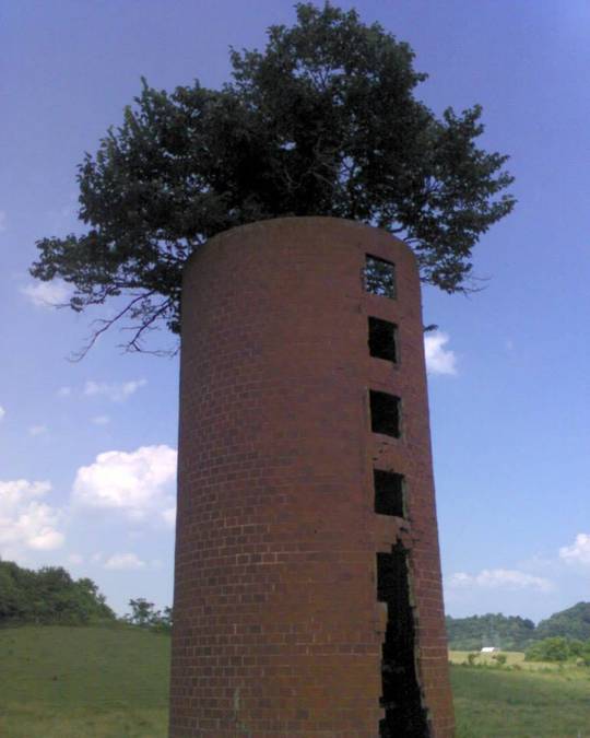 Tree in a silo