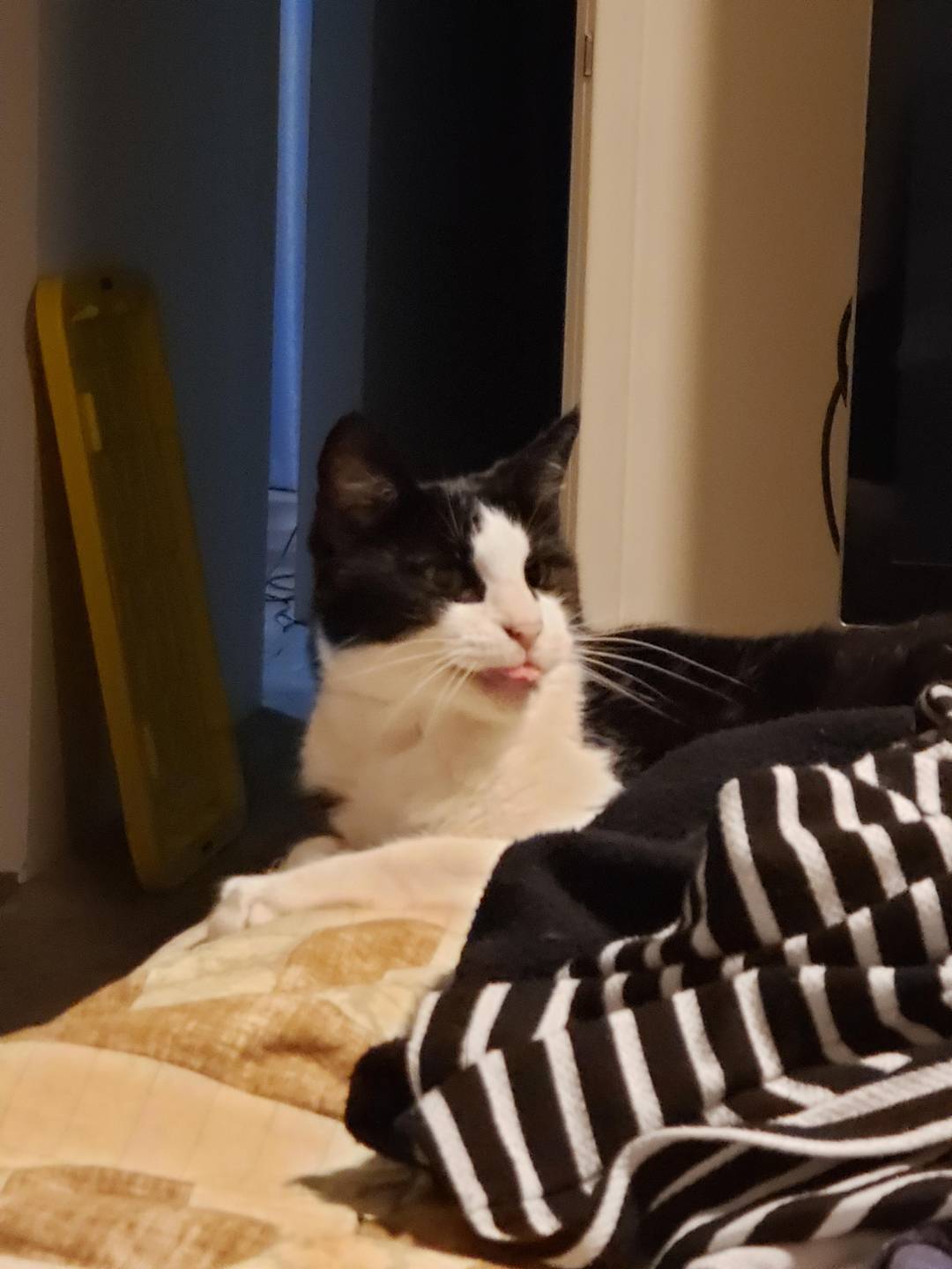 Tried to get a photo of her yawning, and ended up with this mighty blep