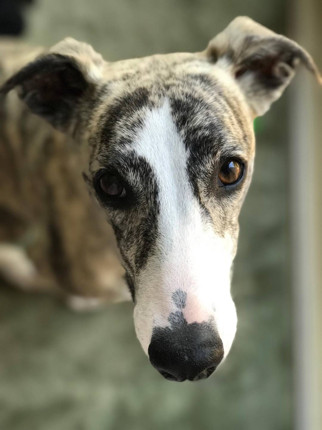 Trying out portrait mode on new iPhone