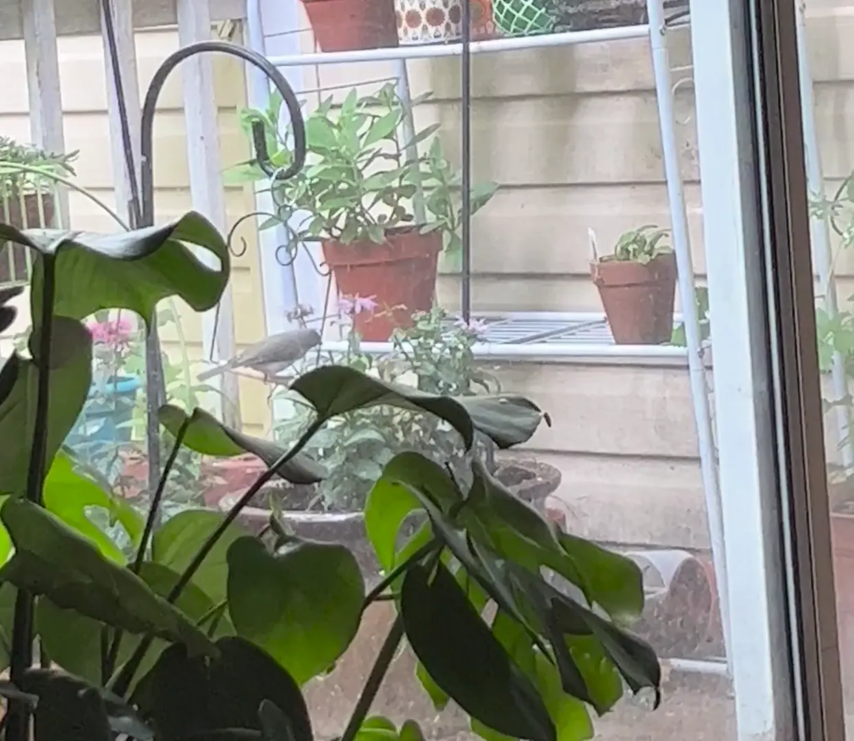 Tufted titmouse using bird swing!