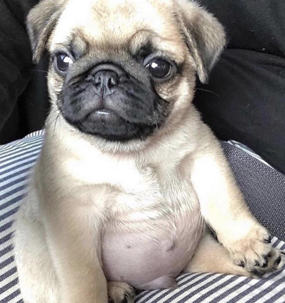 Tummy pug