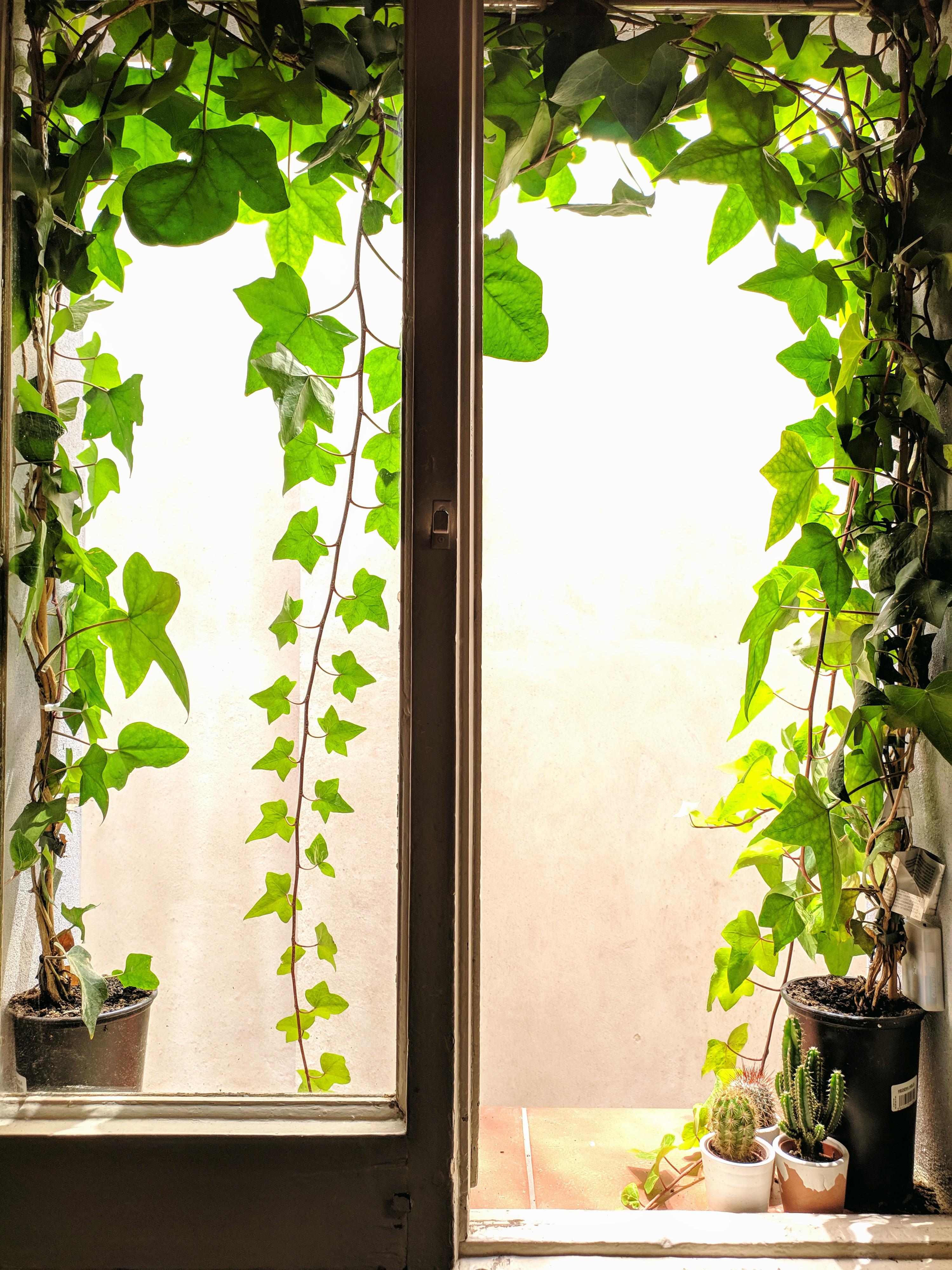 Turned a boring view into a charming view 🌿 | Scrolller