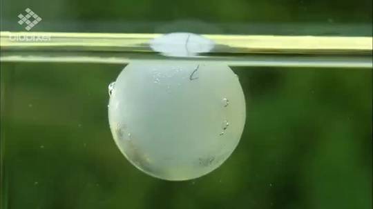 Turtle being born breaking out of its egg underwater.