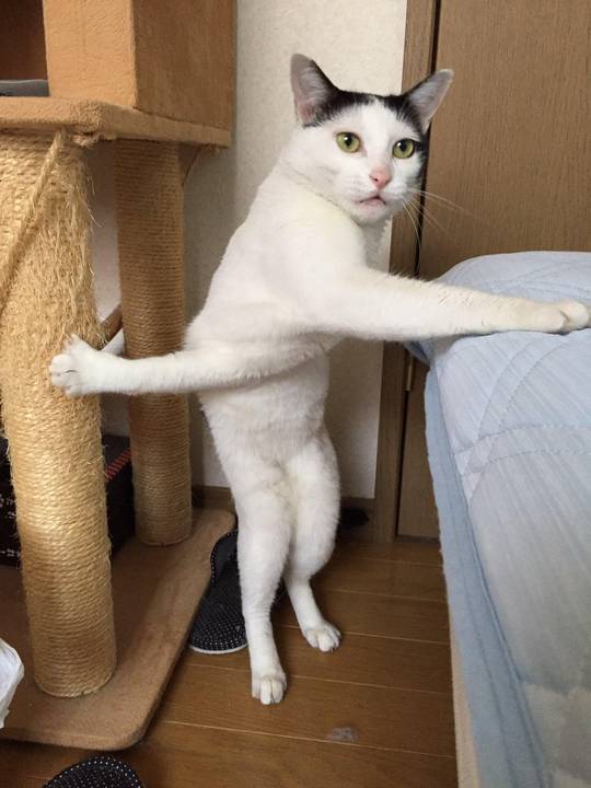 Twisty cat