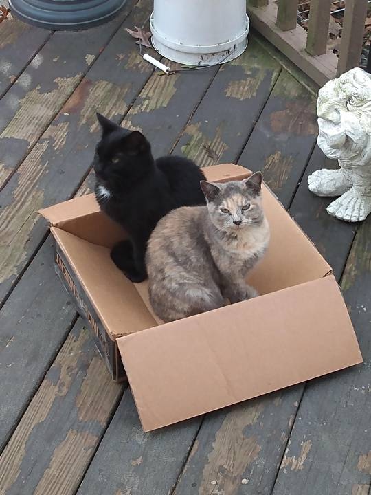 TWO cats in ONE box