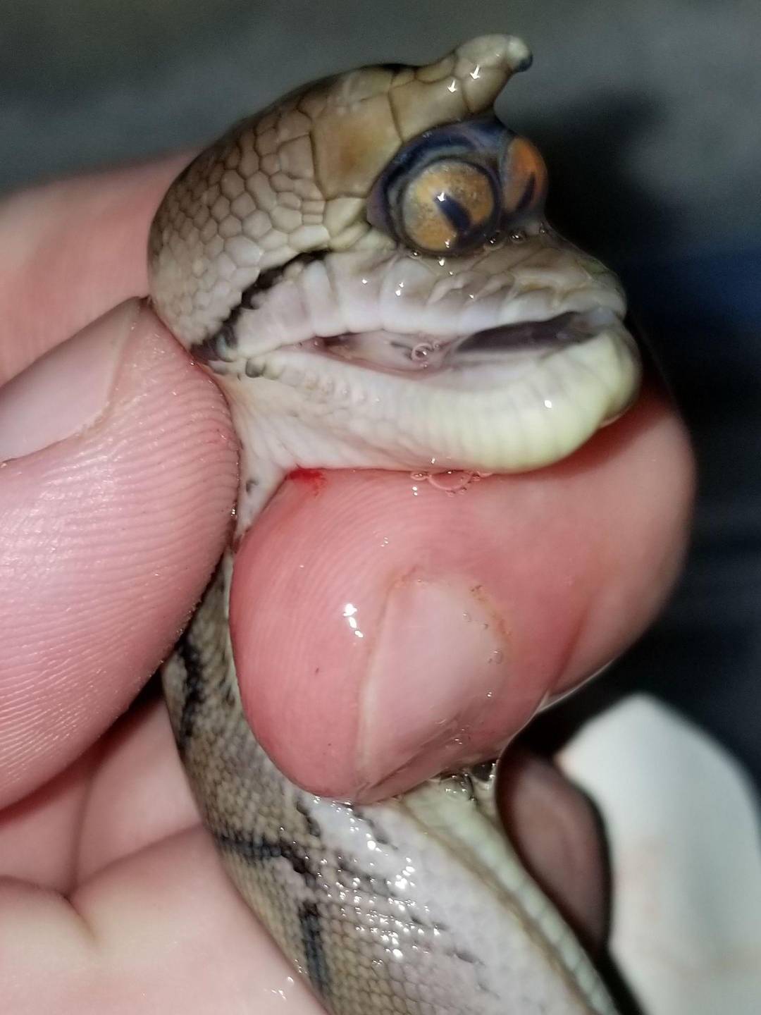 Two Eyes, One Socket