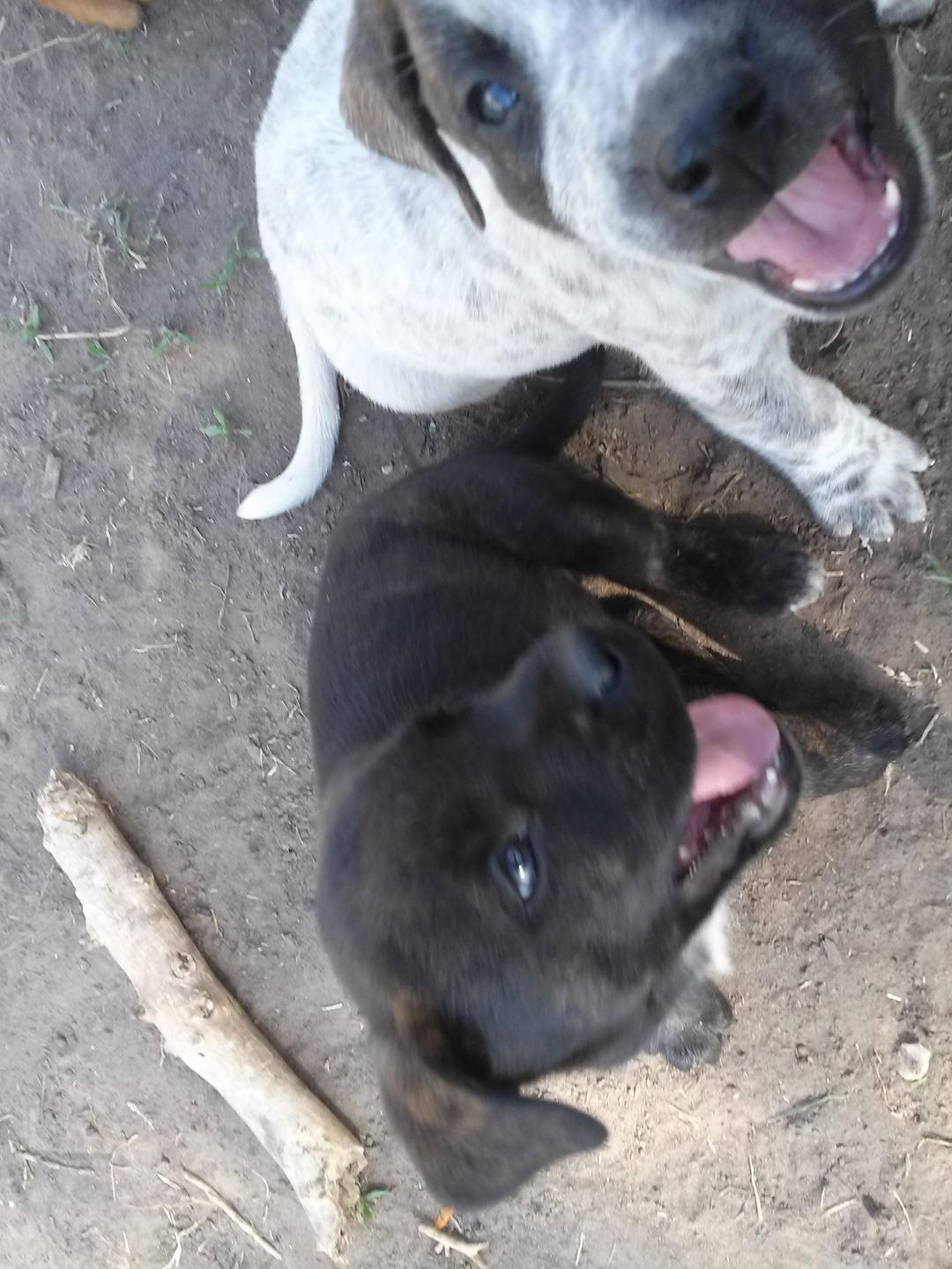 Two happy 6 1/2 week old puppies. Nine more days until they go to live with their new families!