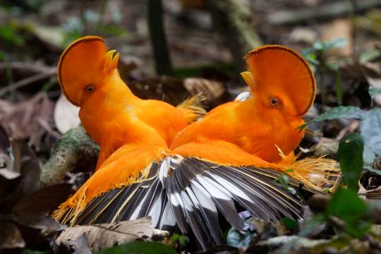 Two male Guianan cocks-of-the-rock fighting over territory dispute