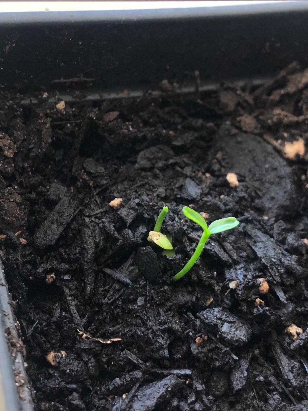 Two sprouts from the same citrus seed? | Scrolller