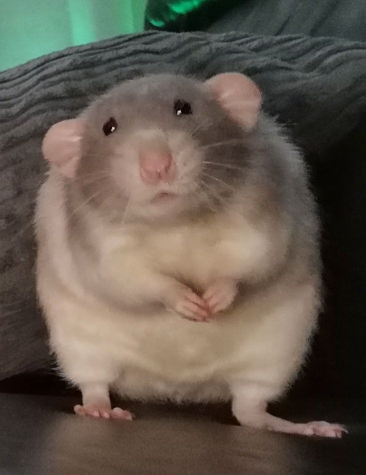 Um excuse me ma'am, may I have a treat?