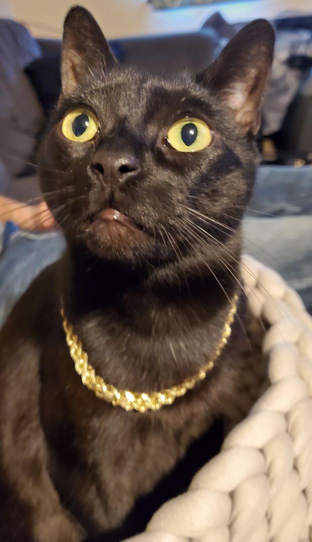 𝐓𝐡𝐞 𝐒𝐭𝐫𝐞𝐞𝐭 𝐓𝐞𝐫𝐫𝐨𝐫 𝐀.𝐊.𝐀. 𝐓𝐡𝐞 𝐆𝐨𝐥𝐝𝐞𝐧 𝐆𝐚𝐭𝐨