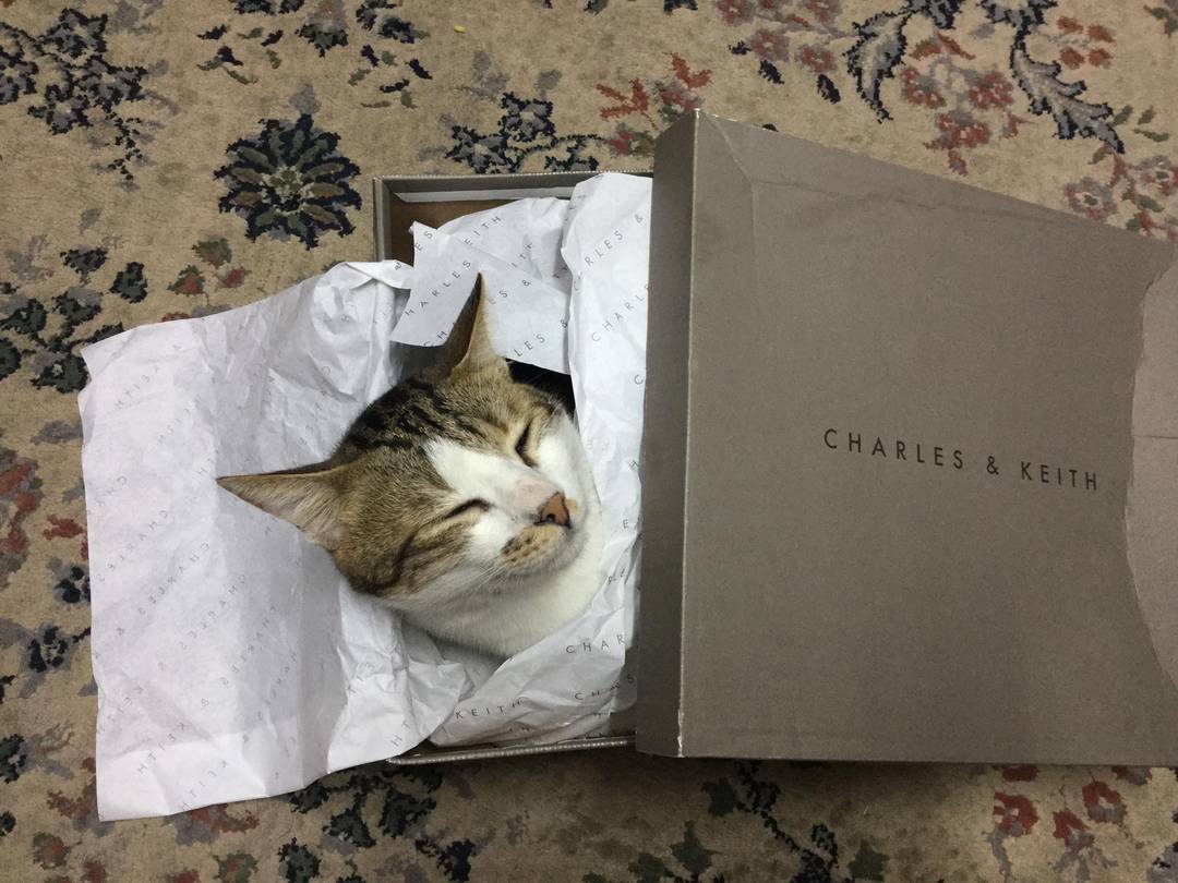 unwearable biting shoe