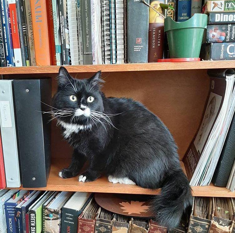 Update on Moe the cat. He’s been adopted and is happy as can be in his new home! [X-Post From /r/Edmonton]