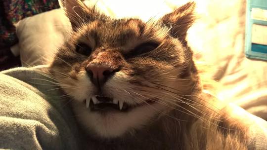 vampire cat smile!