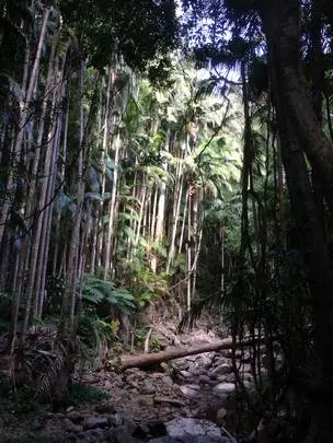Wall of Archontophoenix palms, Mt Tamborine, southern Queensland, Australia. [OC] [2448x3264]